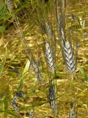 heritage wheat