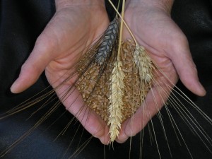 heritage wheat