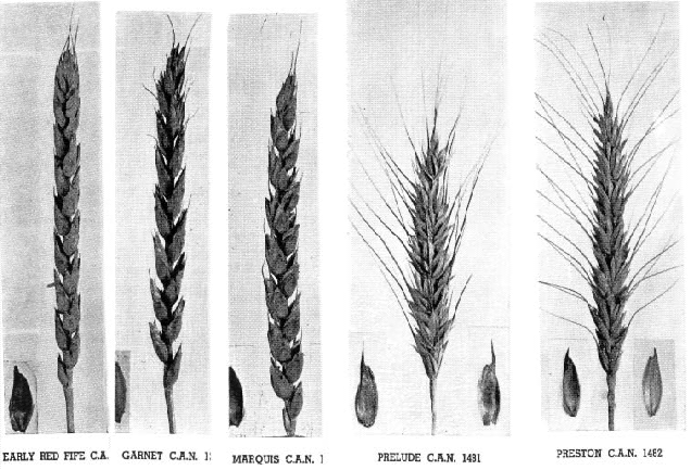Heritage Wheat Varieties