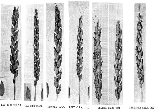 Heritage Wheat Varieties